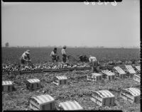 Mexican American agricultural laborers, Culver City (Calif.)