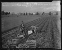 Japanese agricultural workers in Burbank, California