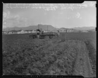 Japanese agricultural workers in Burbank, California