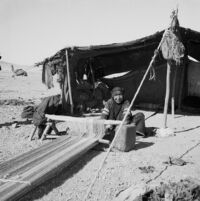 Bedouin woman weaving wool on a loom