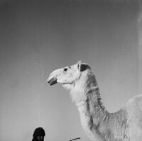 Snapshot of a camel
