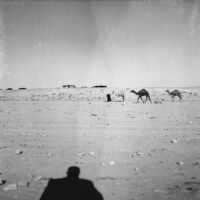 Snapshot of bedouin man leading camels