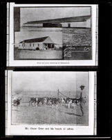 Hotel and grain warehouse, Mr. Oscar Over and his calves, Allensworth, 1908-1918
