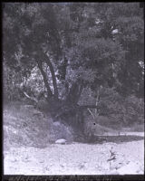 Tree near the Arroyo Seco creek bed, Los Angeles County, circa 1922