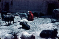 Hazara Woman Milking Goat