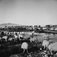 Flock of sheep watering at an oasis