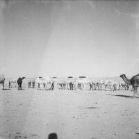 Snapshot of camels in the desert