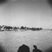 Caravan of camels