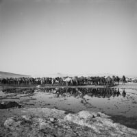 Herd of camels at a watering point