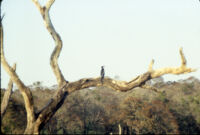 Thekkady Lake with cormorant on a dead tree at Periyar Wildlife Sanctuary, Thekkady (India), 1984