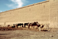 Cattle Troughs outside Wall of Malik Khel