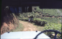 Tea plantation terraces seen from the researchers' jeep, Vandiperiyar (India), 1984