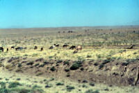 Camels and Sheep Grazing
