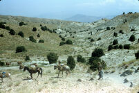 Mujahideen With Their Horses and Gun