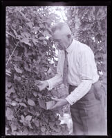 Judge Joseph F. Chambers picking blackberries, Los Angeles County, 1920s