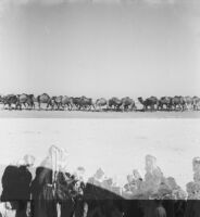 Double exposure of camel caravan and Bedouin men
