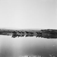 Flock of sheep at a water point