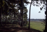 View of paddy field, Kerala (India), 1984