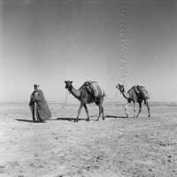 Bedouin transporting a load on camel back