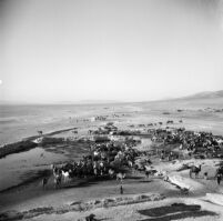 Herd of camels in the desert