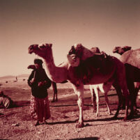 Snapshot of a Bedouin woman and a camel