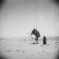 Snapshot of a woman walking alongside a littered camel