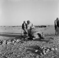 Bedouin men slaughtering a camel
