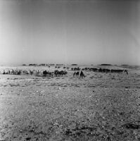 Column of camels in the desert