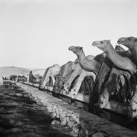 Flock camels at a watering point