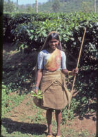 Woman holds tea leaves at a plantation, Vandiperiyar (India), 1984