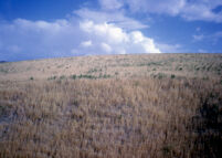 Wheat Fields Near Baba Darwesh
