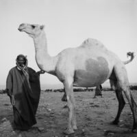 Portrait of Bedouin man with camel