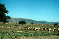 Sheep Browzing