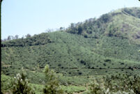 Tea plantation, Vandiperiyar (India), 1984