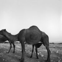 Snapshot of a camel