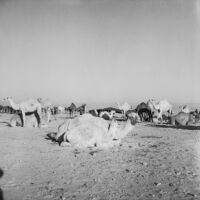 Herd of camels resting in the desert