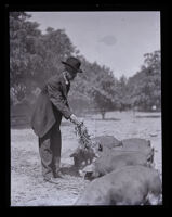 Los Angeles Superior Court Judge James Rives feeding pigs on a farm, Los Angeles County, [1914-1923]