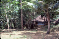 Home in a coconut grove, Kerala (India), 1984