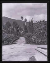 Palm garden with a walkway surrounded by palms and shrubs, Los Angeles County, 1920s