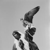 Portrait of a bedouin with a falcon