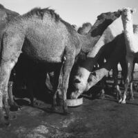 Camels at a watering point