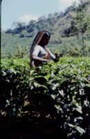 Woman harvests at a tea plantation, Vandiperiyar (India), 1984