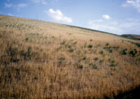 Wheat Fields Near Baba Darwesh