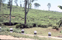 Tea plantation, Vandiperiyar (India), 1984