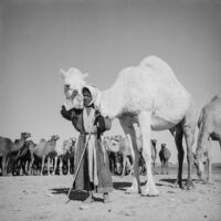 Bedouin girl posing with a camel