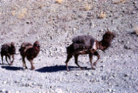 Camels Leaving Barikab
