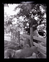 Los Angeles Superior Court Judge James Rives feeding pigs on a farm, Los Angeles County, 1914-1923