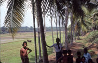 Two young men and five boys on the edge of a paddy field, Kerala (India), 1984