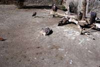 Zoo Vultures