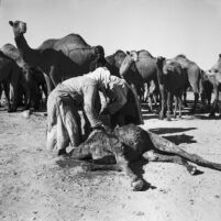 Bedouin men slaughtering a camel